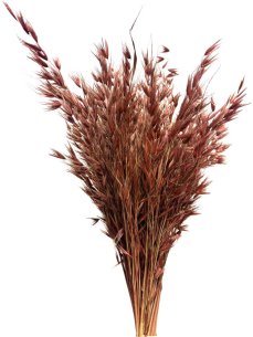 Sušený ovos divoký vinovo hnedá zvazok