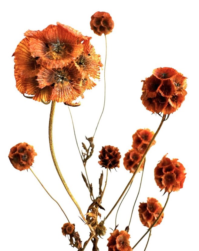 Stabilizovaná Scabiosa oranžová zväzok 10 kvetov