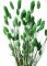 Sušený phalaris kytica/zväzok zelený od 50g