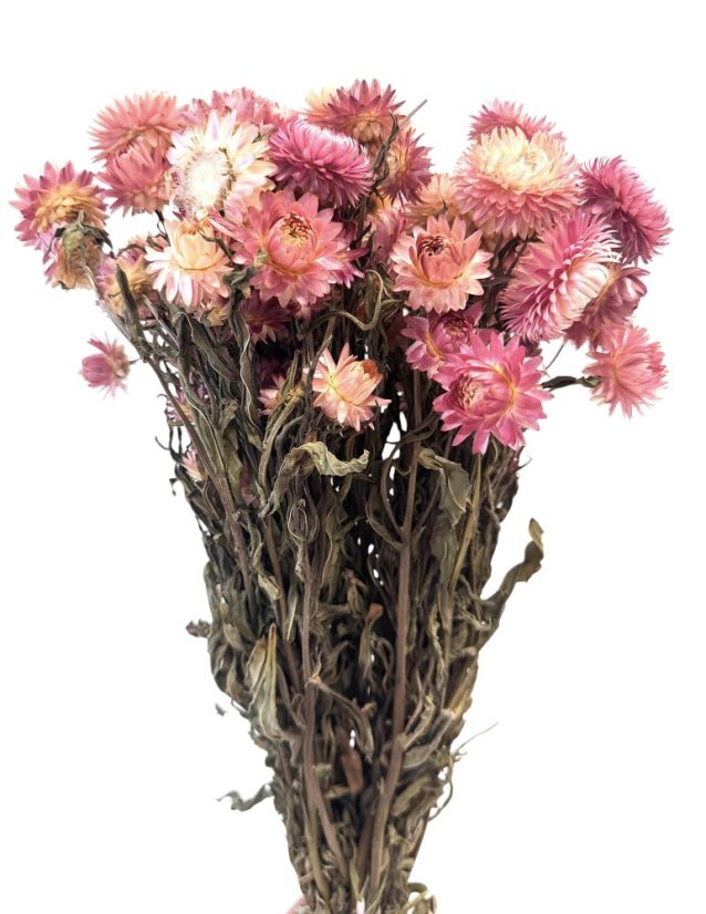 Helichrysum, slaměnka růžová/fuchsiová
