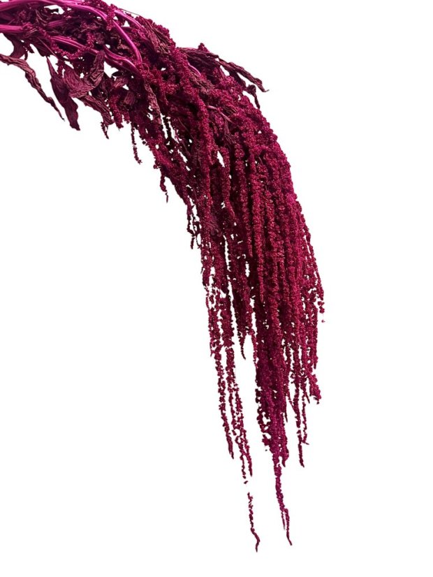 Stabilizovaný amarant převislý, svazek PURPUROVÝ (magenta) - Balení: 150g