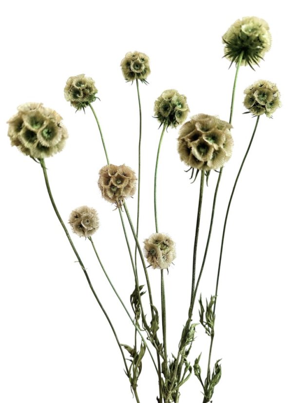 Stabilizovaná Scabiosa zelená / bežová  zväzok 10 kvetov