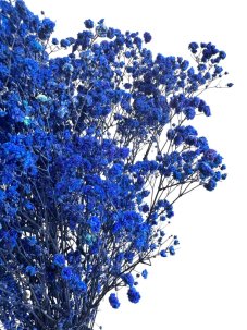 Nevěstin závoj/stabilizovaná Gypsophila svazek/kytice TMAVĚ MODRÁ