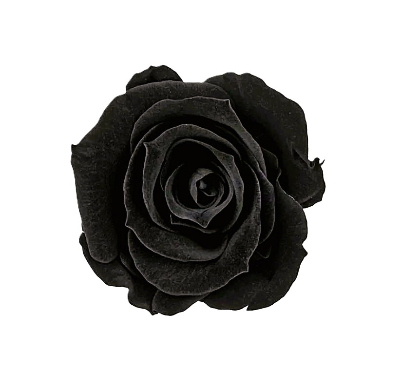Stabilizovaná růže Rose Amor M+ černá (hlava)
