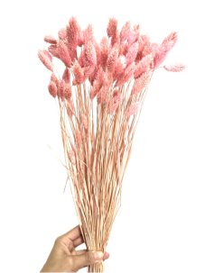 Sušený phalaris kytica/zväzok SVETLO RUŽOVÝ 50g