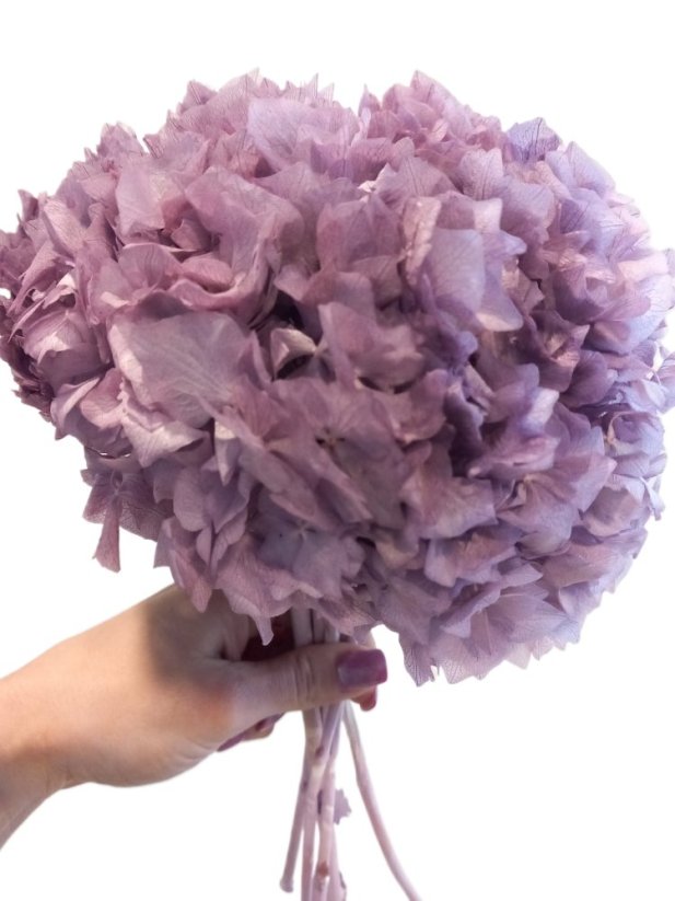 Stabilizovaná hortenzie světle fialová květenství Ø25cm