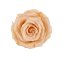 Stabilizovaná růže Rose Amor M+ peach (hlava)