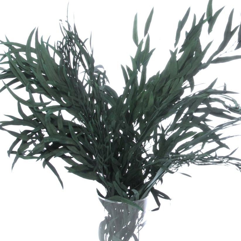 Stabilizovaný eukalyptus globulus (Nicoly), kytica/zväzok zelených vetvičiek - Balenie: 140g