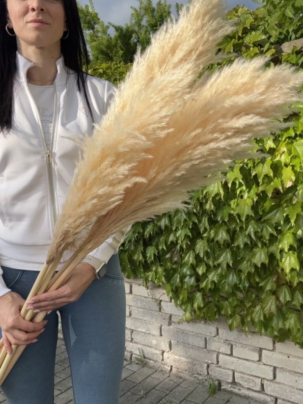 PAMPAS FLUFFY Sušená pampová tráva svetlá prírodná 80cm/100cm/120cm - Rozmer: 120cm
