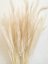 Kavyl páperovitý (Pony tail) bielený, sušená tráva zväzok/kytica od 35g-40g