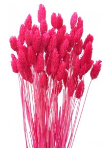 Sušený phalaris kytica/zväzok FUCHSIOVÝ