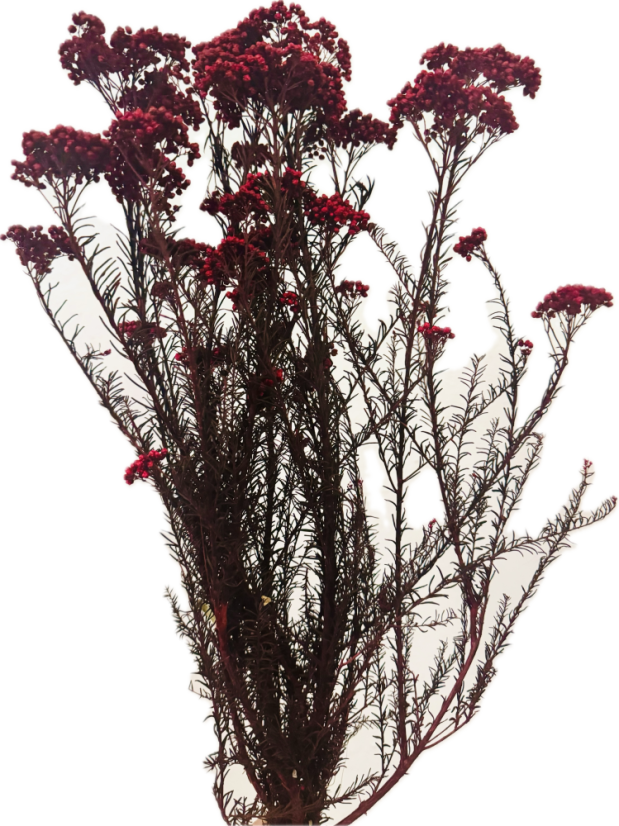 Stabilizovaný ozothamnus diosmi vinový zväzok