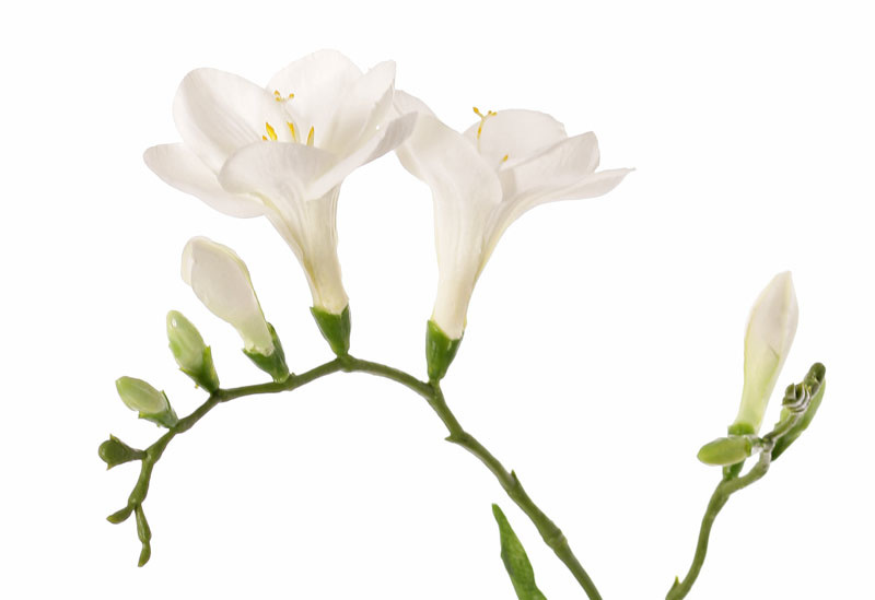 Frézie bílá, 2 větší květy, 6 pupenů, 65cm