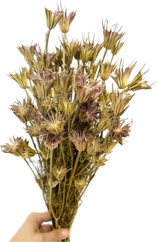 Sušená Nigella Oriental přírodní svazek