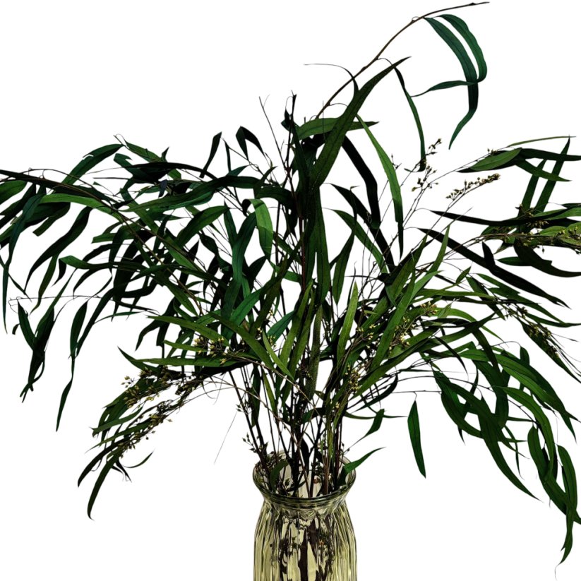 Stabilizovaný eukalyptus Willow s plody, kytica/zväzok 100g