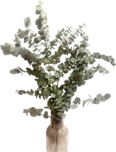 Stabilizovaný eukalyptus STUARTINA, kytica/zväzok zelených vetvičiek