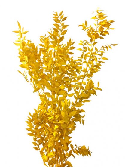 Stabilizovaný ruskus (ruscus) kytice/svazek žlutých větviček