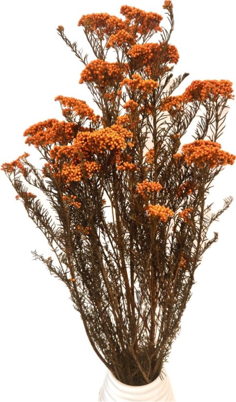 Stabilizovaný ozothamnus diosmi oranžový zväzok