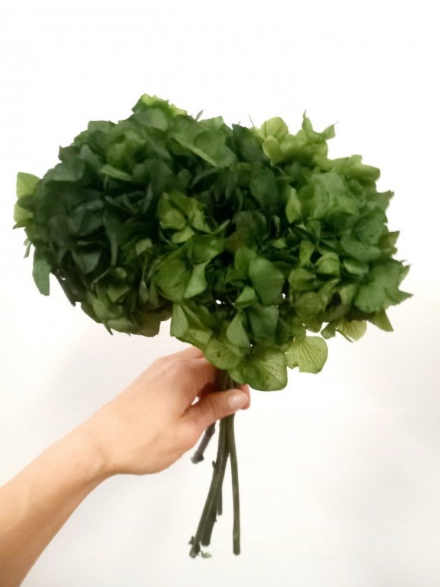 Stabilizovaná hortenzia zelená kvetenstvo Ø25cm
