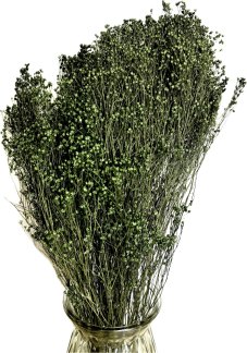 Sušený Broom Bloom zelený, kytica/zväzok