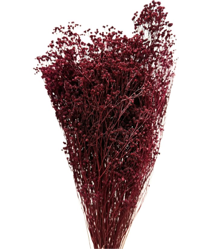 Sušený Broom Bloom vínový, kytice/svazek