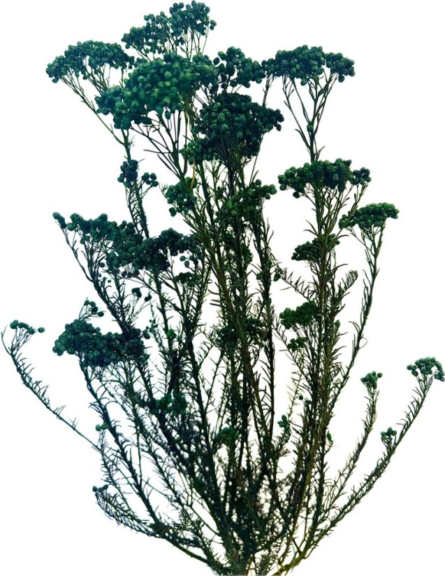 Stabilizovaný ozothamnus diosmi tmavě zelený svazek - Balení: 50g