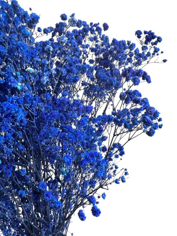 Nevěstin závoj/stabilizovaná Gypsophila svazek/kytice TMAVĚ MODRÁ
