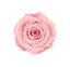 Stabilizovaná ruža Rose Amor  M+ baby pink/svetlo ružová (hlava)