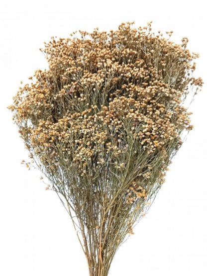 Sušený Broom Bloom prírodný, kytica/zväzok od 50g