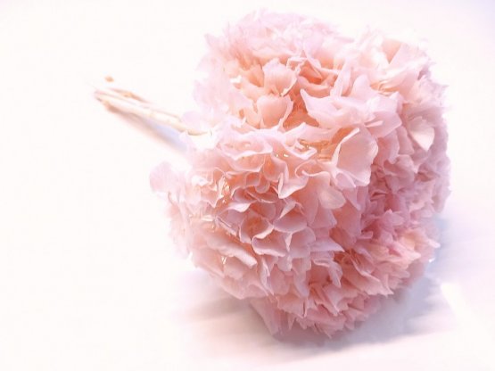 Stabilizovaná hortenzia svetlo ružová kvetenstvo Ø25cm