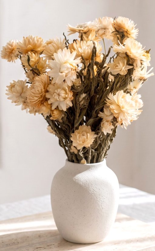 Helichrysum, slamienka kremová, zväzok