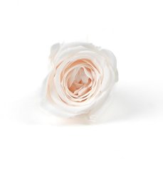 Stabilizovaná ruža S IVORY (hlava)
