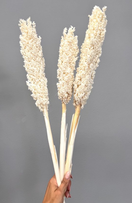 Čirok (Sorghum) bielený 1ks