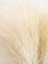 Miscanthus (Ozdobnica čínska) bielená, sušená tráva zväzok 80cm