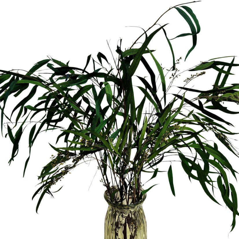 Stabilizovaný eukalyptus Willow s plody, kytice/svazek 100g