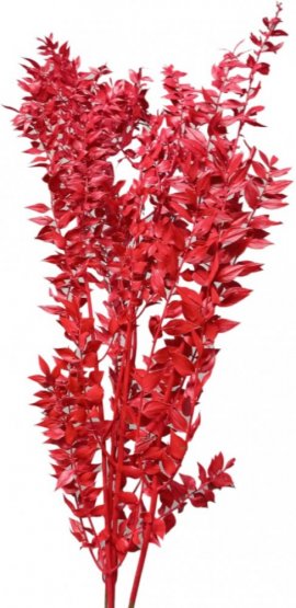 Stabilizovaný ruskus (ruscus) kytica/zväzok červených vetvičiek