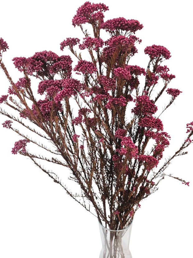 Stabilizovaný ozothamnus diosmi tmavá purpurová Stabilizovaný ozothamnus diosmi tmavá purpurová