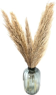 Sušená pampová tráva (pampas) Plumero Silvestre prírodný zväzok 3ks