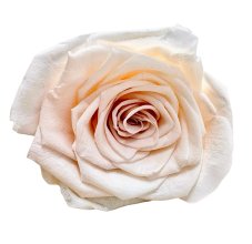 Stabilizovaná ruža L/XL OMBRÉ sepia rose/smatanová