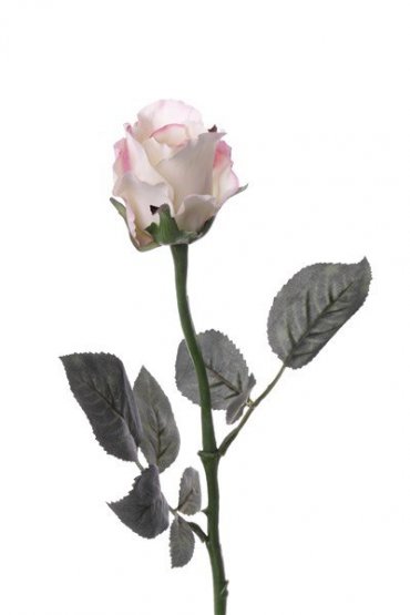 Ruža s tmavšími listami bieloružová 'de luxe' Ø 8cm, 58cm