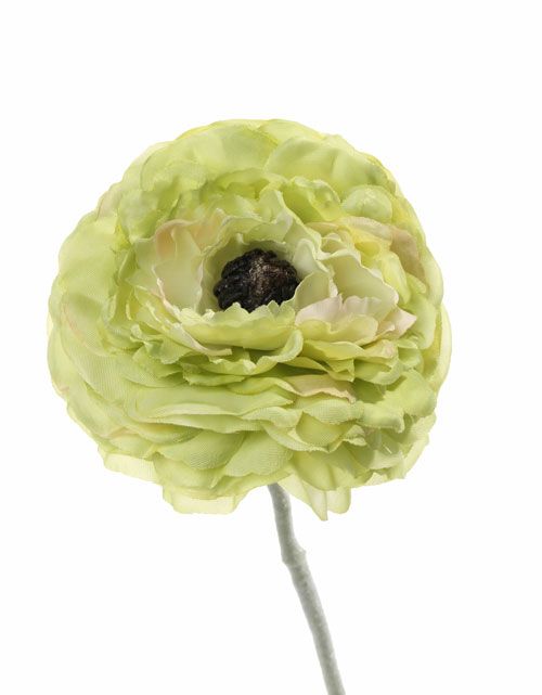 Ranunkulus / živičník kvet Ø8cm, hebká stonka bez listov 36cm   ZELENÝ