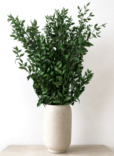 Stabilizovaný ruskus (ruscus) kytica/zväzok zelený vetvičiek