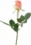 Ruža púčik marhuľový Ø 3cm, 35cm
