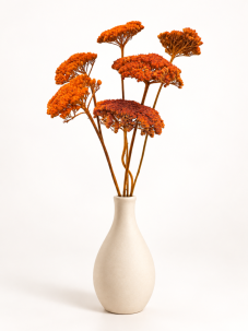 Stabilizovaný rebríček (Achillea) oranžový zväzok/kytica 5ks