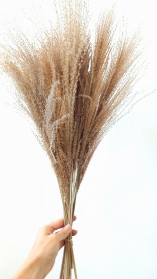 Miscanthus (Ozdobnica čínska) prírodná, sušená tráva zväzok