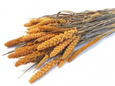 Setárie sušená hořčicová (Setaria Italica), svazek