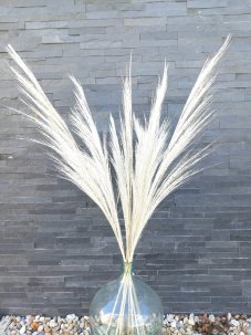 Sušená tráva Bromus/sverep indický bielený 100cm, zväzok