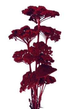 Stabilizovaný rebríček (Achillea) vinový zväzok/kytica 5ks