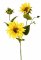 Slnečnica Medium, 2 kvety, 2 púčiky, 60cm