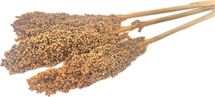Čirok (Sorghum) hořčicový 1ks